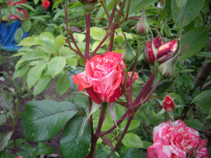 Florov nr. 12