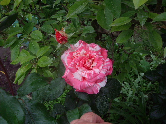 IMGP6438