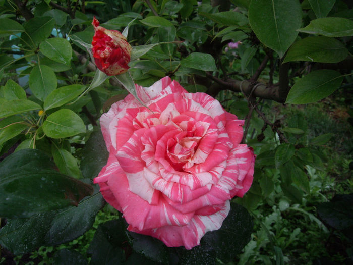 Florov nr. 12
