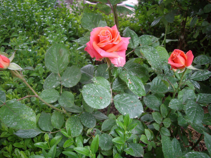 IMGP6449