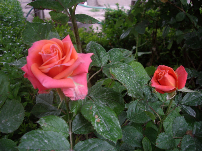 IMGP6451