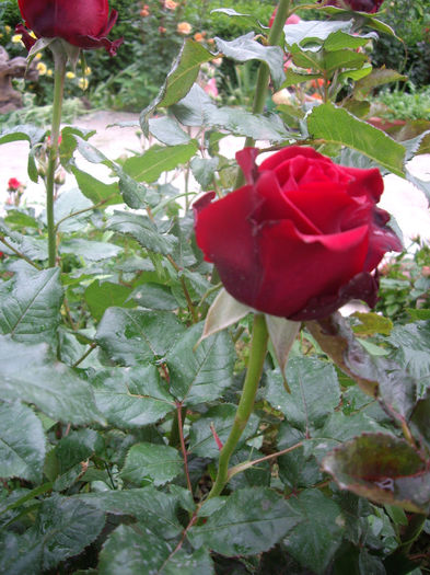 IMGP6453
