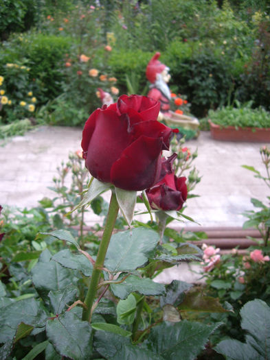 IMGP6454