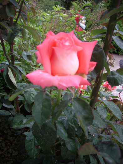 IMGP6455