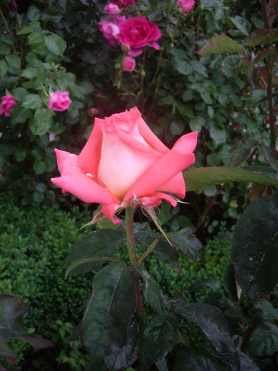 IMGP6456