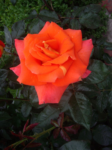 IMGP6459