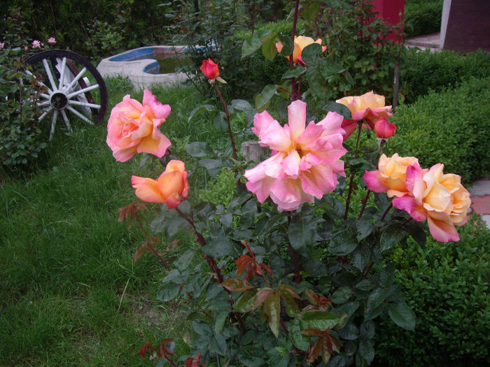 IMGP6462