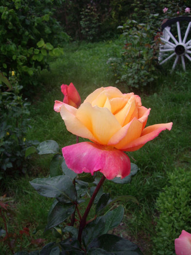 IMGP6463