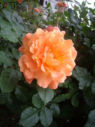 IMGP6477