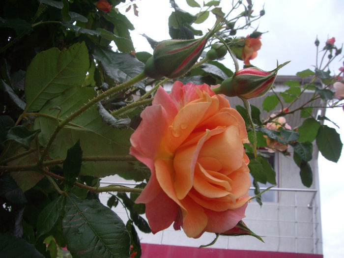IMGP6478