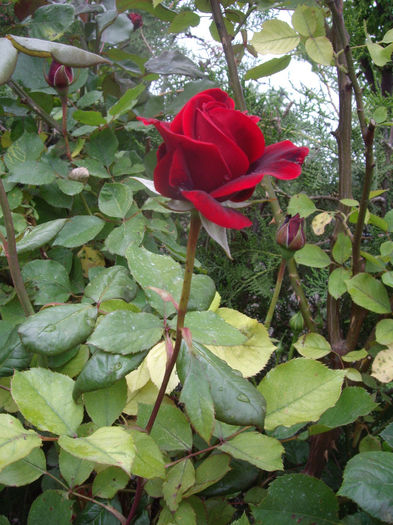 IMGP6489