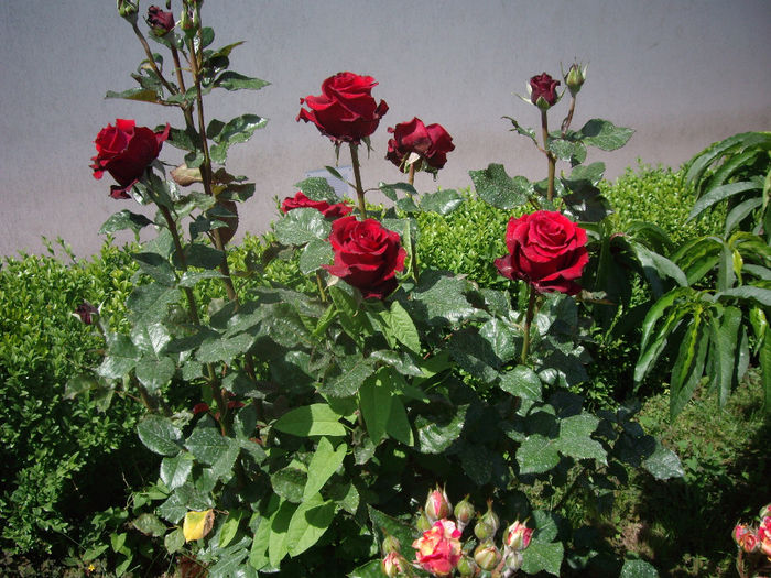 IMGP6516