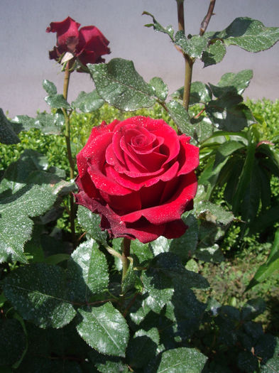 IMGP6517