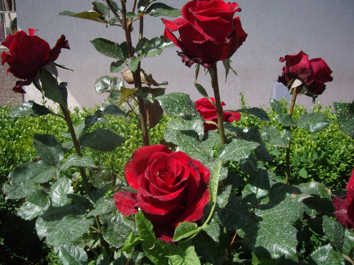 IMGP6518 - TRANDAFIRI_-  2014