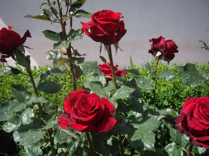 IMGP6519 - TRANDAFIRI_-  2014