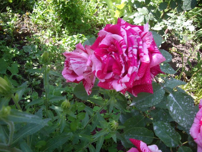 Florov nr. 30 rami86
