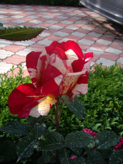 IMGP6541
