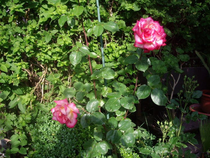 IMGP6543