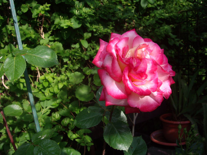IMGP6544