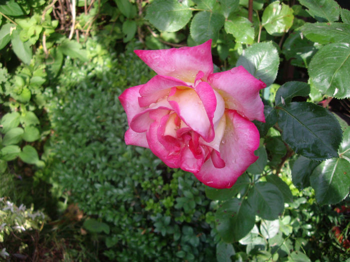IMGP6545