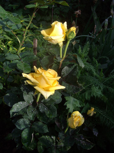 IMGP6546