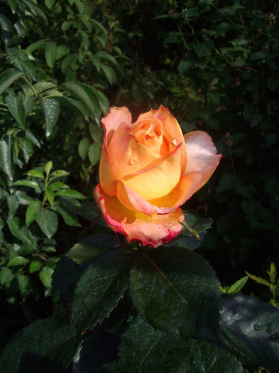 IMGP6547
