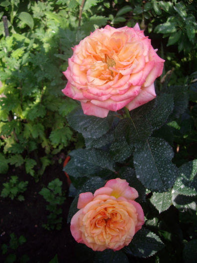 IMGP6548