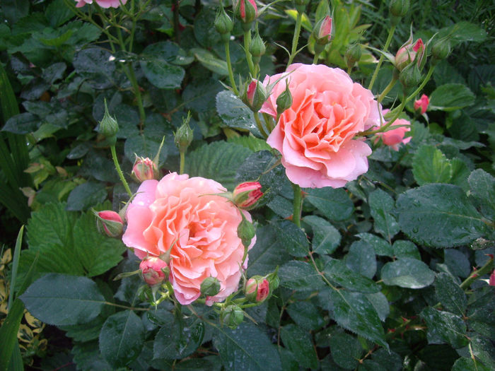IMGP6553