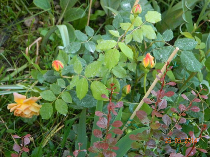 DSCN7589 - Flori 2014