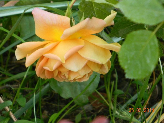 DSCN7591 - Flori 2014