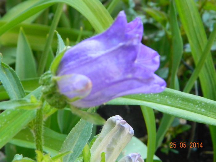 DSCN7595 - Flori 2014
