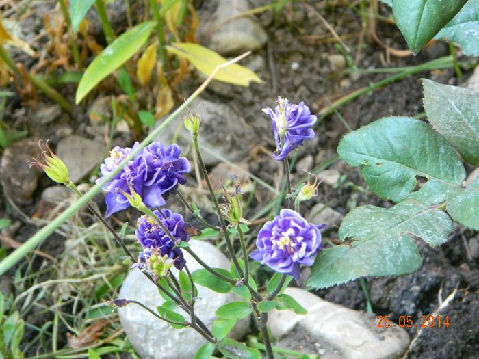 DSCN7599 - Flori 2014