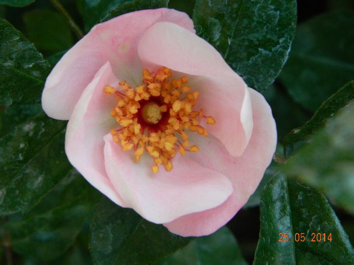 DSCN7601 - Flori 2014