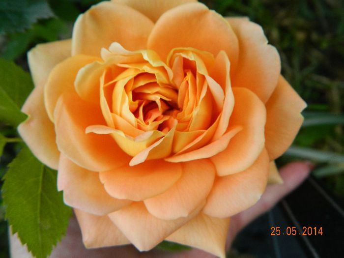 DSCN7602 - Flori 2014