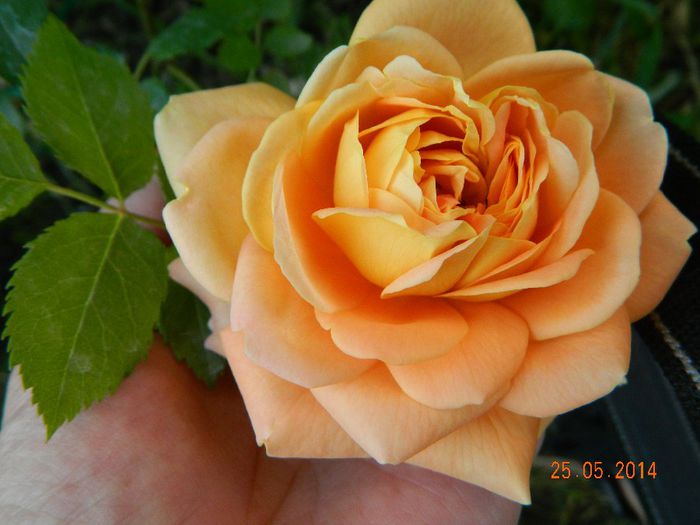 DSCN7604 - Flori 2014