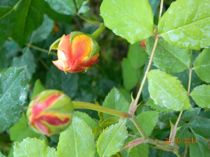DSCN7606 - Flori 2014