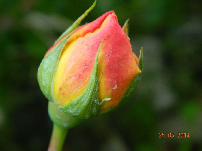 DSCN7607 - Flori 2014