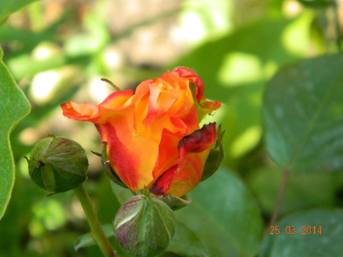 DSCN7613 - Flori 2014