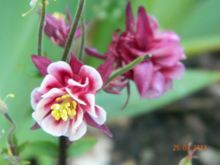 DSCN7617 - Flori 2014