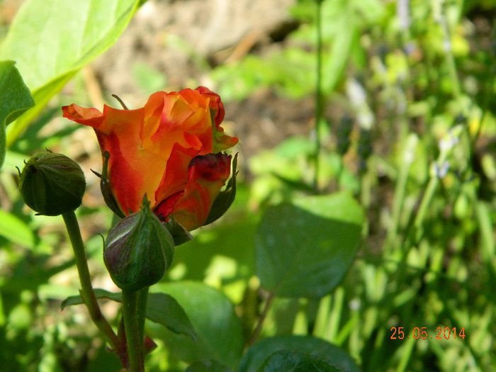 DSCN7621 - Flori 2014