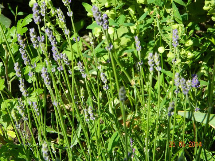 DSCN7622 - Flori 2014