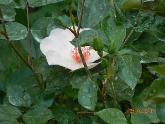 DSCN7624 - Flori 2014