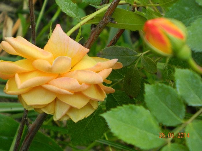 DSCN7625 - Flori 2014