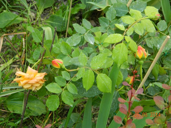 DSCN7627 - Flori 2014