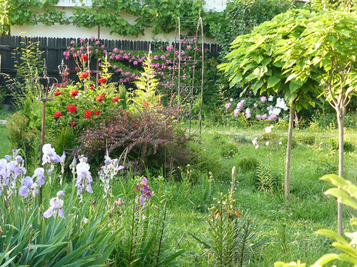 Copacei Catalpa Bungei - Gradina rozelor_2014