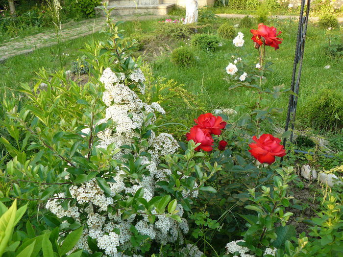 Pyracantha si Foc de tabara