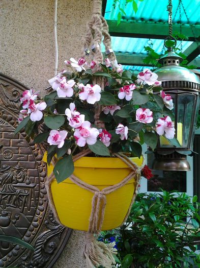 multumesc Eniko pt suport/flori