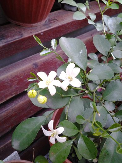 muraya-incepe parada florilor - 1mai
