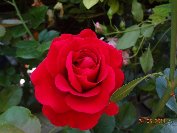 la tara 24 mai 2014 002 - Flori 2014