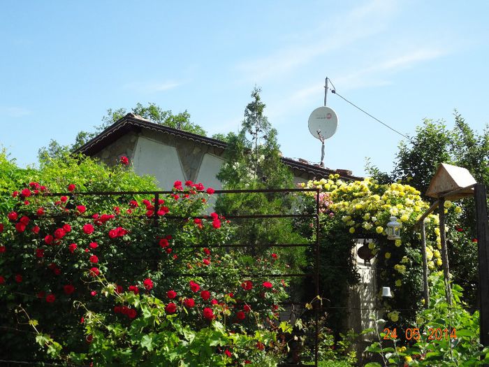 la tara 24 mai 2014 010 - Flori 2014